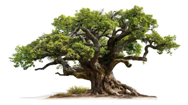 stock image An old, gnarled tree with a thick trunk and spreading branches, covered in lush green foliage, set against a white background.