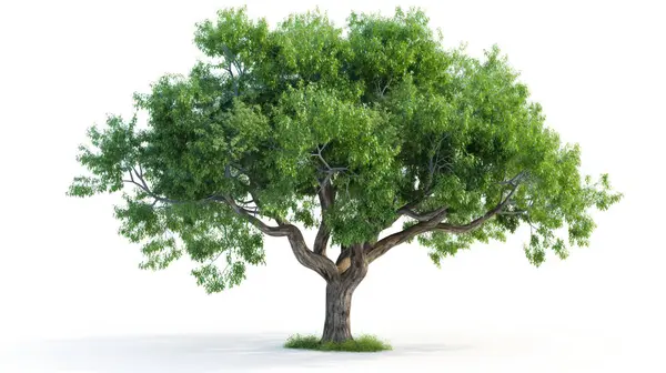 stock image Tree with dense green foliage and a sturdy, textured trunk, standing on a grassy surface.