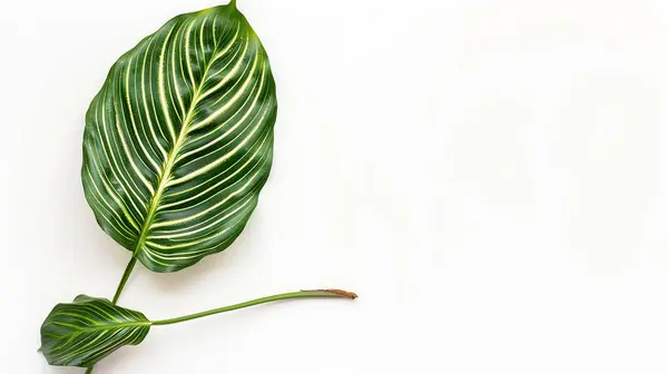 stock image A single green leaf with distinct white veins and stripes, set against a white background, showcasing its detailed structure and natural beauty.