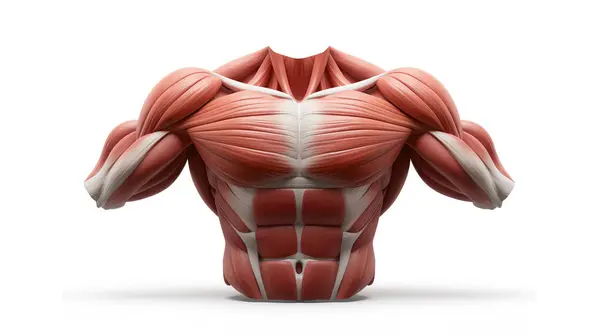 stock image Anatomical model of a muscular human torso, highlighting the detailed muscle structure on a white background.