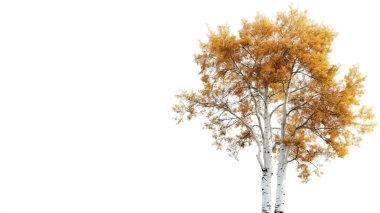 Beyaz arka planda altın sarısı yaprakları olan uzun bir ağaç, sonbahar mevsimini ve doğal güzelliği simgeliyor..