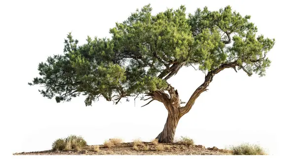 stock image A solitary tree stands strong, its twisted trunk and vibrant foliage telling tales of resilience and time.