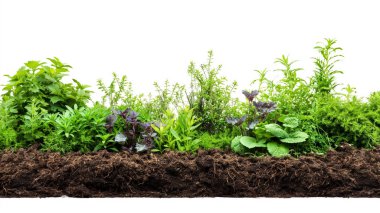 A lush array of herbs and greens growing in rich soil, representing a thriving and healthy garden. clipart