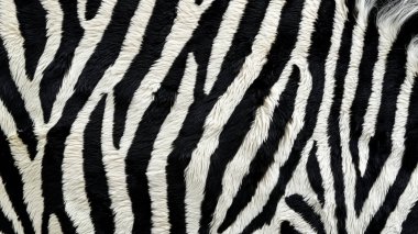 Siyah beyaz çizgili zebra kürkü deseni, cesur ve benzersiz bir tasarımın doğal bir göstergesi..