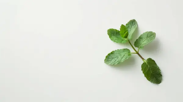 stock image A single sprig of fresh mint leaves on a minimalist white background, showcasing simplicity and natural beauty.