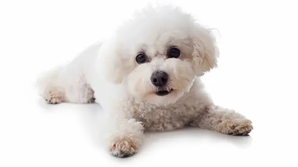 stock image Fluffy white dog lying down with a curious expression on a white background.