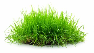  A lush, vibrant green patch of grass on a white background, showcasing fresh and healthy blades. clipart