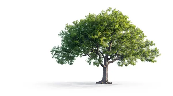 stock image A large tree stands alone on a white background. The tree is full of green leaves and he is healthy. Concept of peace and tranquility, as the tree stands tall and proud