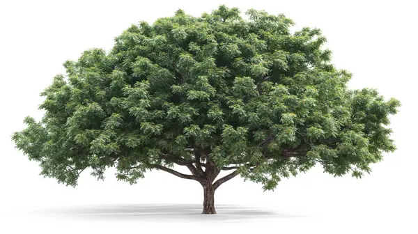 stock image A large, leafy green tree standing alone in a natural landscape, symbolizing strength and growth.