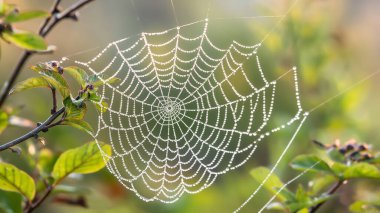 Güneş ışığında parlayan çiğ tanesi kaplı bir örümcek ağı. Karmaşık bir şekilde örülmüş ve doğanın narin tasarımlarının güzelliğini yakalıyor..