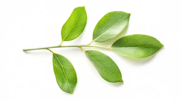 stock image Green leaves with stems branching out, isolated on a white background.