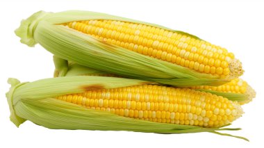 Fresh corn on the cob with husks partially peeled back. clipart