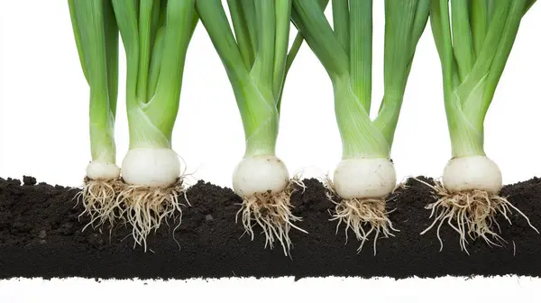 stock image Green onions with roots visible in soil.