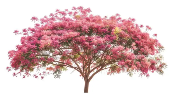 stock image Tree with pink blossoms, isolated on white background.