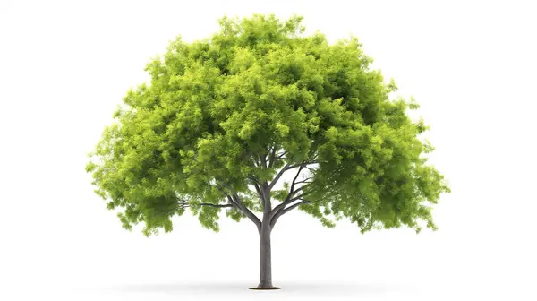 stock image Lush green tree with full foliage.