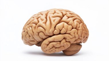 A detailed 3D model of a human brain, showcasing its complex structure and folds. clipart