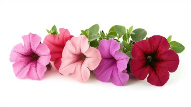 Petunias bloom in soft pinks, reds, and purples, adding floral charm. clipart