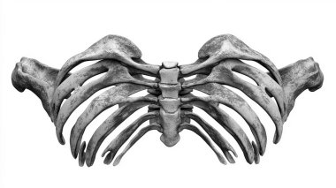 Another realistic ribcage rendered in black and white, each bone sharp and defined, exuding an anatomical precision. clipart