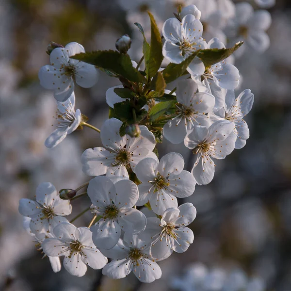 Gyönyörű Virágok Nőnek Tavaszi Kertben — Stock Fotó