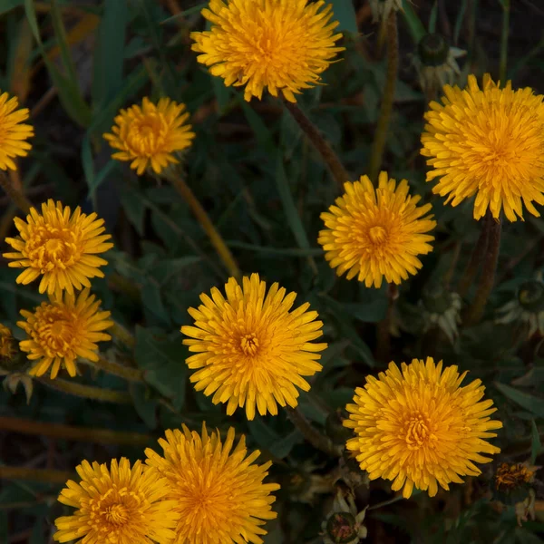 Nahaufnahme Von Gelben Blumen Garten — Stockfoto