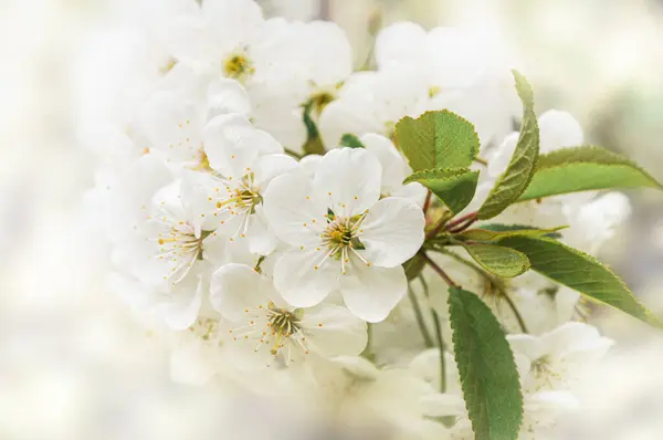 Bílé Květy Třešňovníku — Stock fotografie