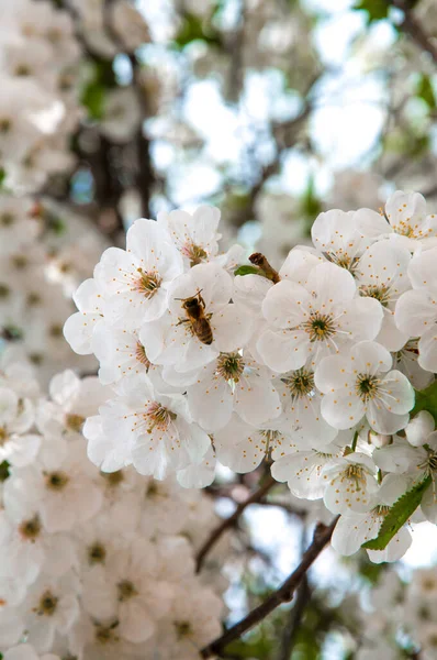 Bílé Květy Jabloně Jaře — Stock fotografie