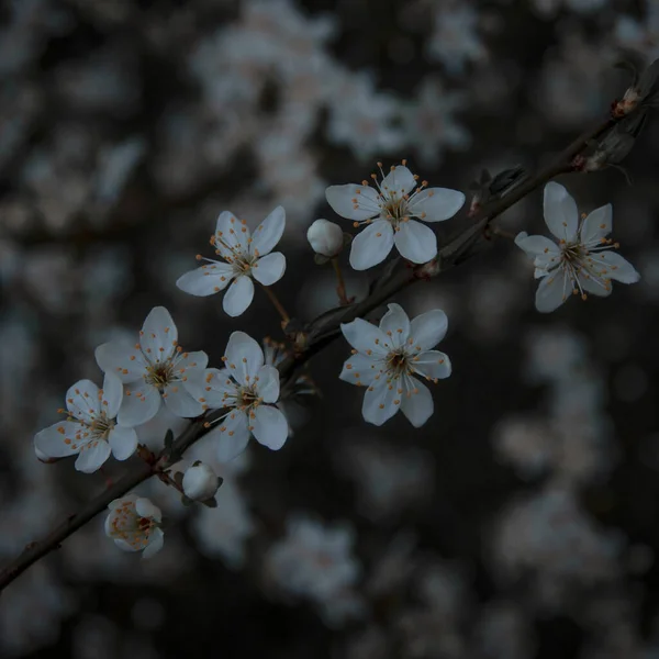 Krásné Bílé Květy Zahradě — Stock fotografie