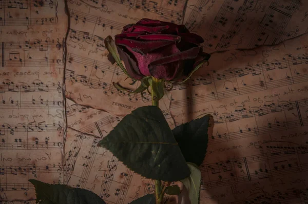 Róża Stary Papier — Zdjęcie stockowe