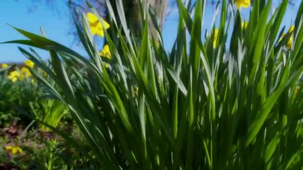 Lassított Felvétel Egy Nárciszmezőről Amely Fényes Tavaszi Napfényben Látható Tiszta — Stock videók