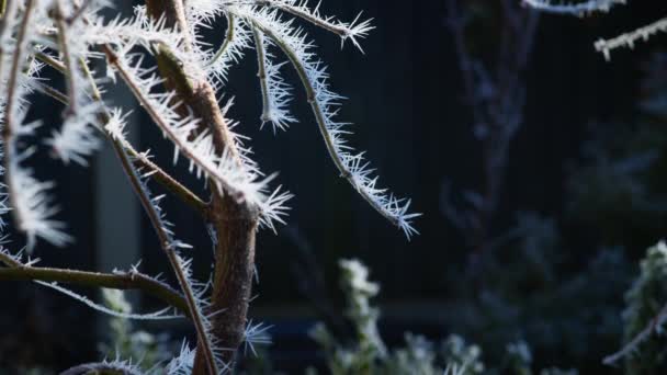 Ένας Σκληρός Παγετός Καλύπτει Την Επιφάνεια Των Φυτών Και Των — Αρχείο Βίντεο