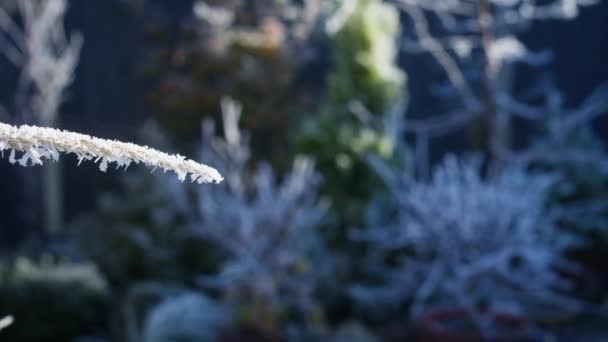 Hård Hes Täcker Ytan Växter Och Kvistar Decemberdag Brittisk Bostadsträdgård — Stockvideo