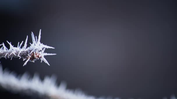 厳しい霜が英国の住宅庭園で12月のサブゼロ日に植物や小枝の表面を覆います 早朝の太陽の光で捉えられた霜結晶のマクロショット — ストック動画