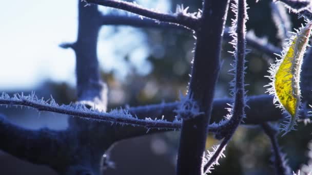 Ένας Σκληρός Παγετός Καλύπτει Την Επιφάνεια Των Φυτών Και Των — Αρχείο Βίντεο