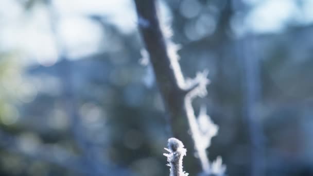Harsh Hoarfrost Coats Surface Plants Twigs Sub Zero December Day — Stock Video