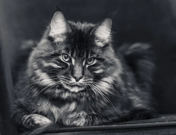 黑黑的背景上的缅因州小猫咪 — 图库照片