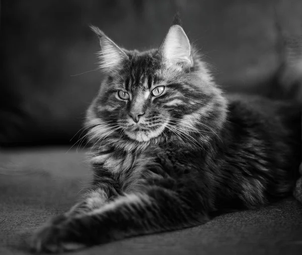 在黑暗背景下的缅因州猫的肖像 — 图库照片