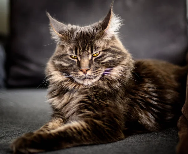 Portrét Maine Mývala Kočka Tmavém Pozadí — Stock fotografie