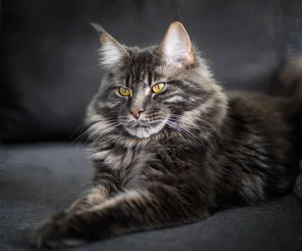 Retrato Gato Maine Coon Sobre Fondo Oscuro1 —  Fotos de Stock