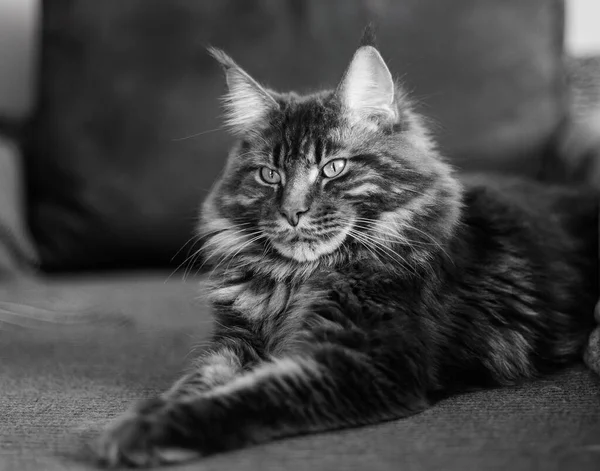 Porträt Einer Maine Coon Katze Auf Dunklem Hintergrund — Stockfoto