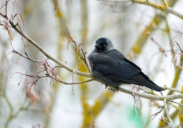 Black Jackdaws Frosty Tree Branches — Stock Photo, Image