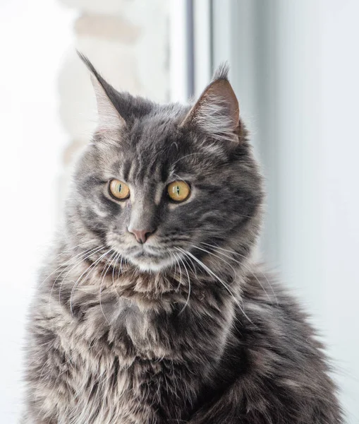 Portrét Maine Mývala Kočka Světlém Pozadí — Stock fotografie