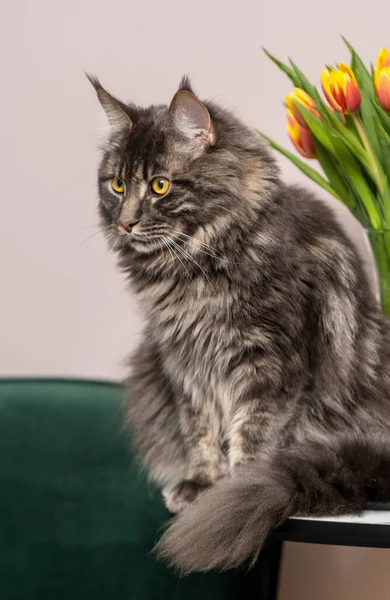 照片上的一只缅因州猫 背著一束花 背影幽暗 — 图库照片