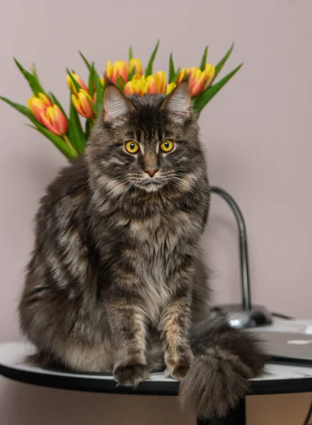 照片上的一只缅因州猫 背阴着一束鲜花 — 图库照片