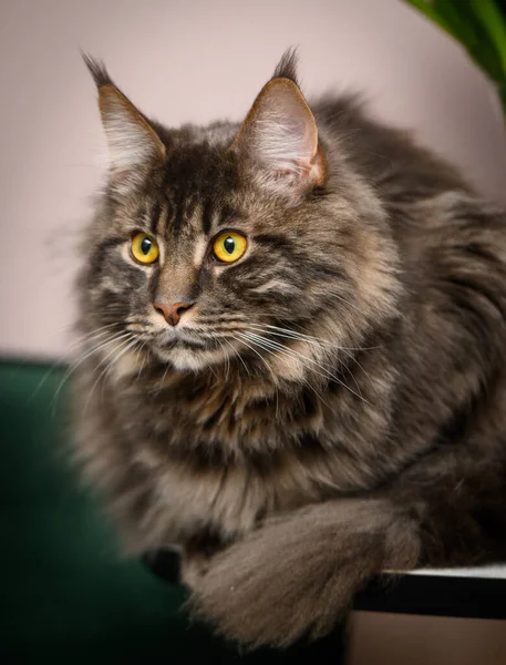 暗い背景のメインコーン猫の写真3 — ストック写真