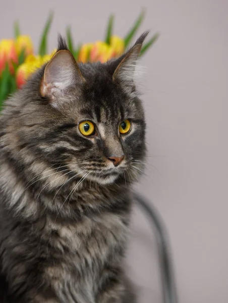 图为缅因州一只浅色背景的猫的照片 — 图库照片