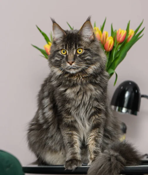 照片中的一只缅因州猫 背阴着一束鲜花 — 图库照片