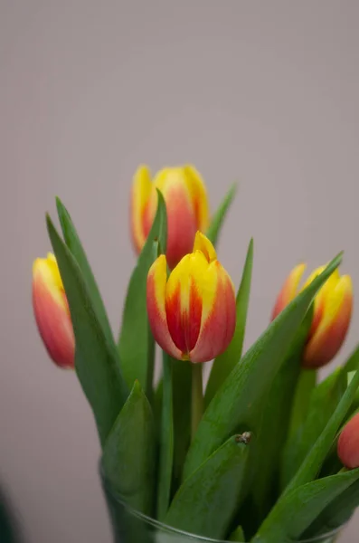 Bouquet Red Yellow Tulips Light Background — Stock Photo, Image