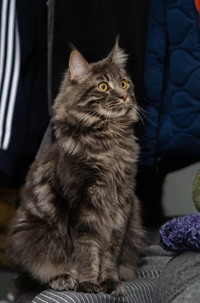 暗い背景のメイン クーンの猫の写真5 — ストック写真