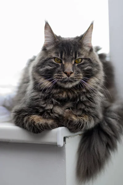 Maine Mýval Kočka Sedí Parapetu Světlém Pozadí — Stock fotografie