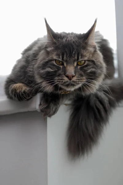 Maine Mýval Kočka Sedí Parapetu Světlém Pozadí — Stock fotografie